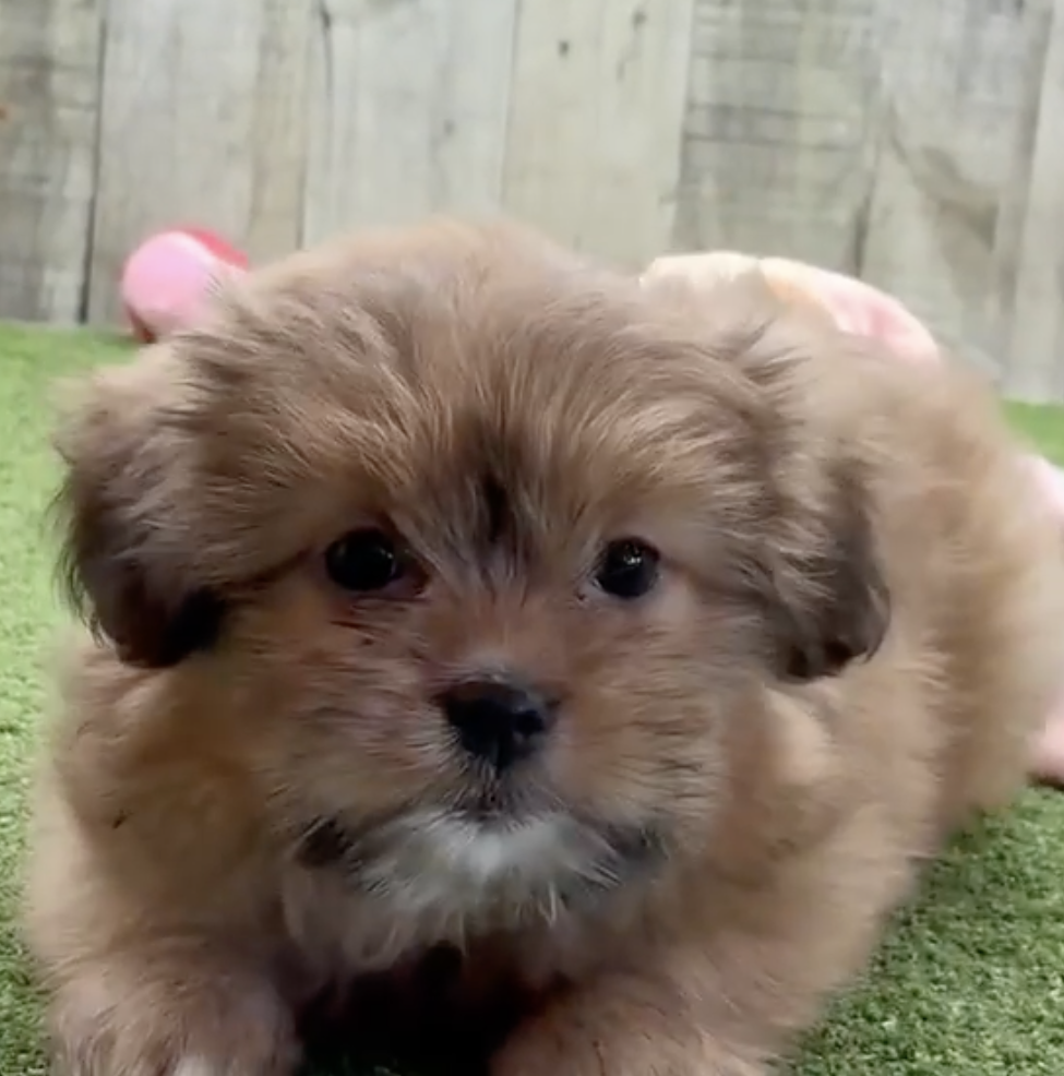 Shih Pom Breed Info